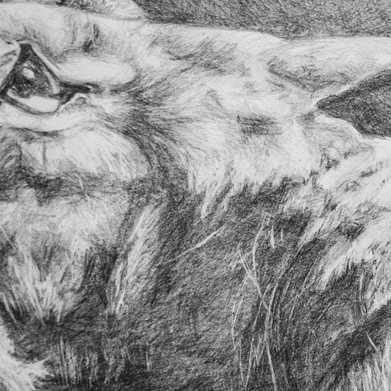 lion-heart-pencil-drawing-sacramento